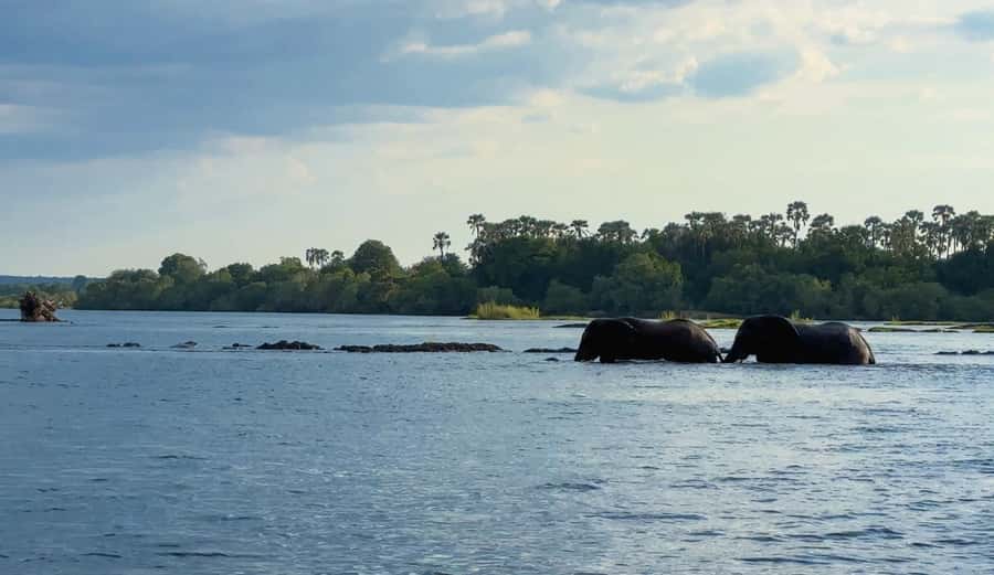 Victoria Falls: Sunset Cruise on the Zambezi River - Drinks, cocktails, and light food