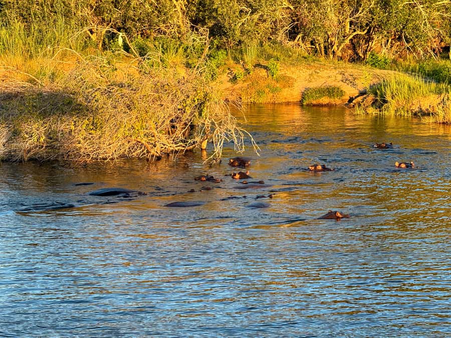 Victoria Falls: Sunset Cruise on the Zambezi River - Why the sunset matters more than the schedule