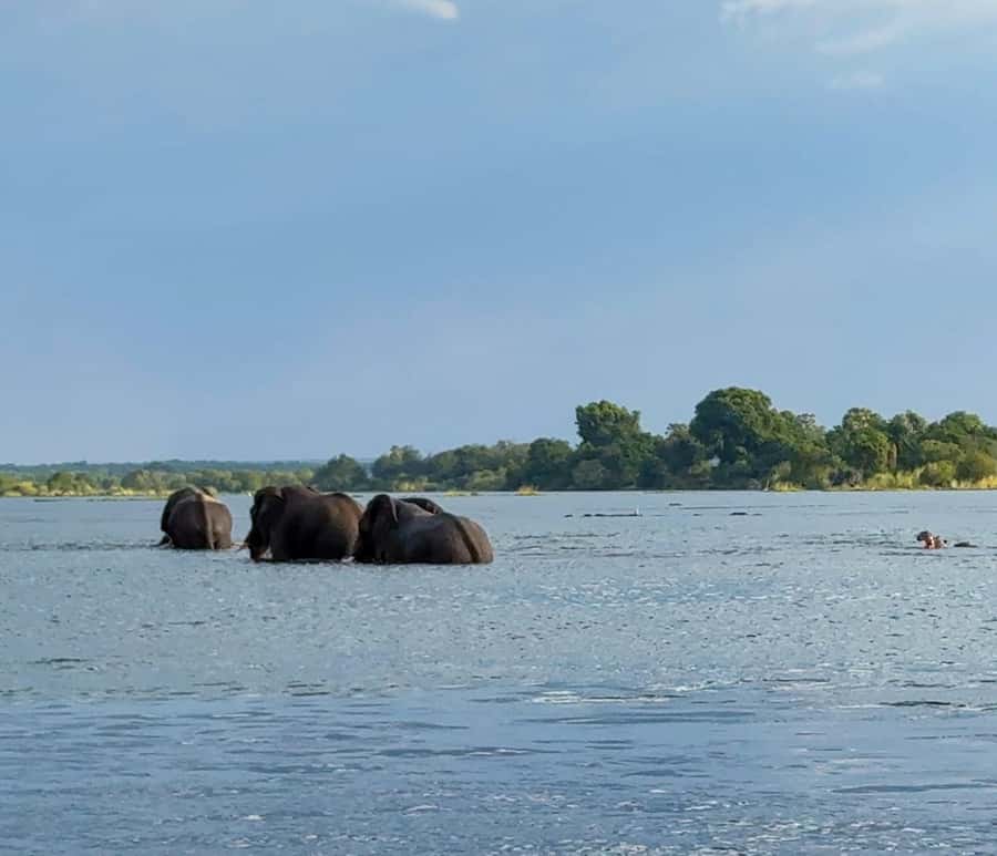 Victoria Falls: Sunset Cruise on the Zambezi River - What the $59 price really covers