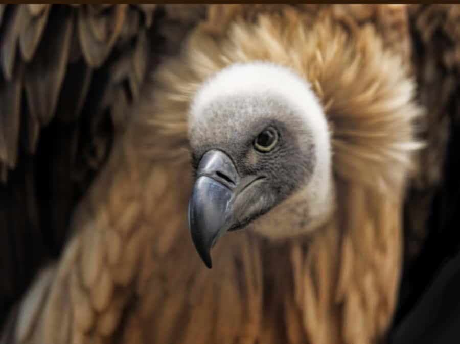 Victoria Falls: Vulture Safari and Bush Walk - Key points to know before booking
