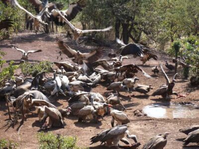 Vulture Safari and Bush Walk
