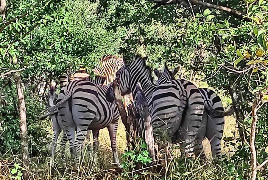 Victoria Falls: Vulture Safari and Bush Walk - The baobab tree and small local market