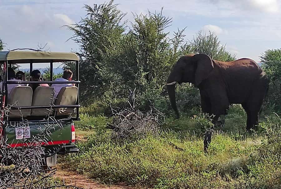 Victoria Falls: Vulture Safari and Bush Walk - The short walk to the vulture hide