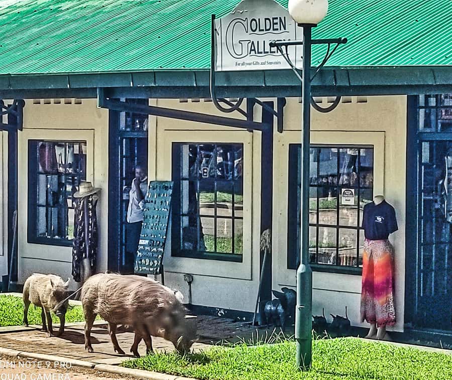 Victoria Falls: Vulture Safari and Bush Walk - Timing, group size, and practical comfort