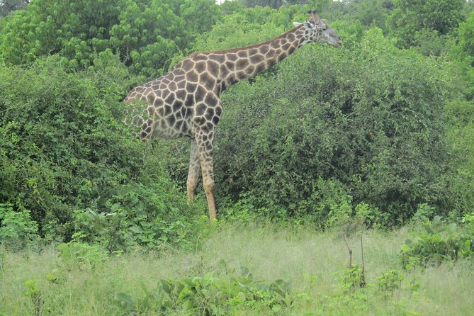 Victoria Falls: Whitewater Rafting + Chobe Safari Combo - Lunch above the gorge