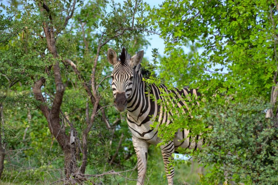 Victoria Falls: Zambezi National Park Game Drive - The guide makes the short safari count