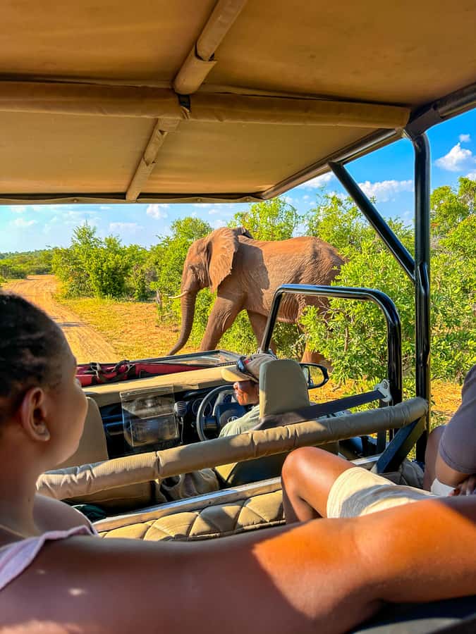 Victoria Falls: Zambezi National Park Game Drive - Morning light, afternoon glow, and the question of timing