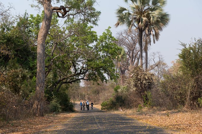 Wild Horizons Bike Tour (Zimbabwe) - Along the Zambezi River toward the Big Tree