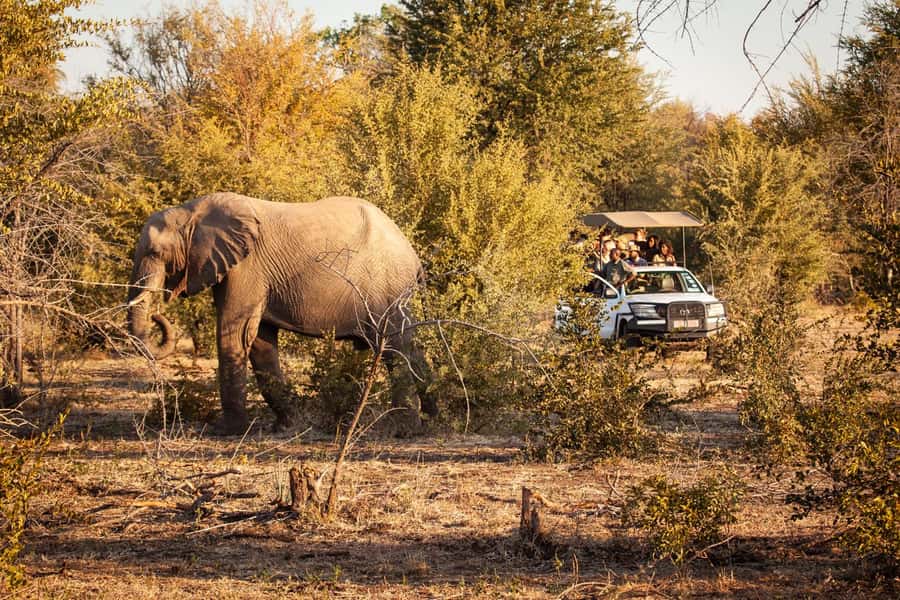 Zambezi 3hr Game Drive - Key points before you book