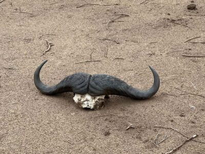 Zambezi 3hr Game Drive