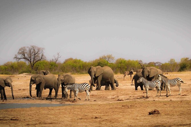 Zambezi National Park AM or PM Game Drive - Wildlife expectations: elephants, giraffes, and more