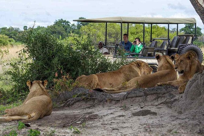 Zambezi National Park AM or PM Game Drive - Who will enjoy this three-hour outing most
