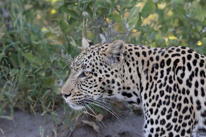 Zambezi National Park Game Drive AM /PM - Key points about the Zambezi National Park drive