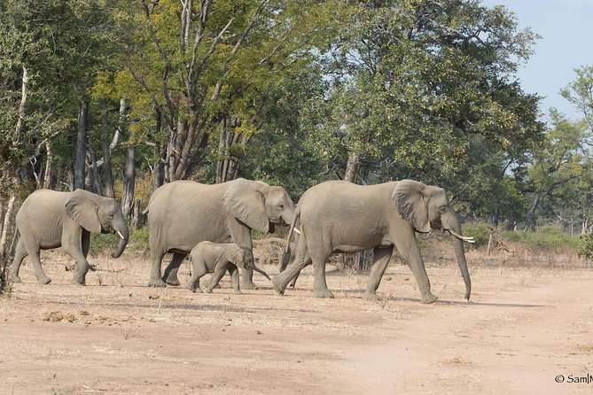 Zambezi National Park Game Drive AM /PM - Why this is a useful Victoria Falls safari