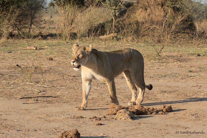 Zambezi National Park Game Drive AM /PM - Three hours among bush, river, and wildlife