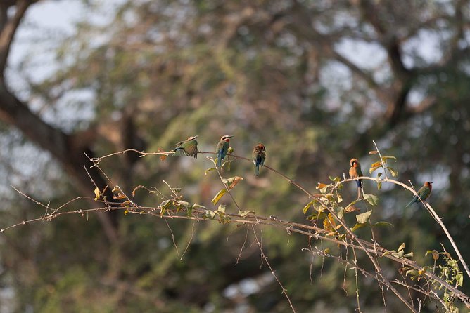 Zambezi National Park Game Drive AM /PM - Choosing between the morning and afternoon drive