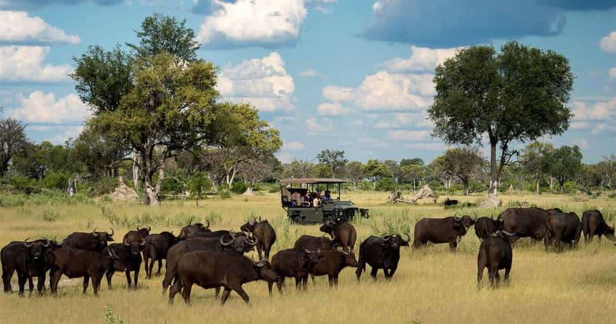 Zambezi National Park Game Drive in a Small Group - Key points at a glance