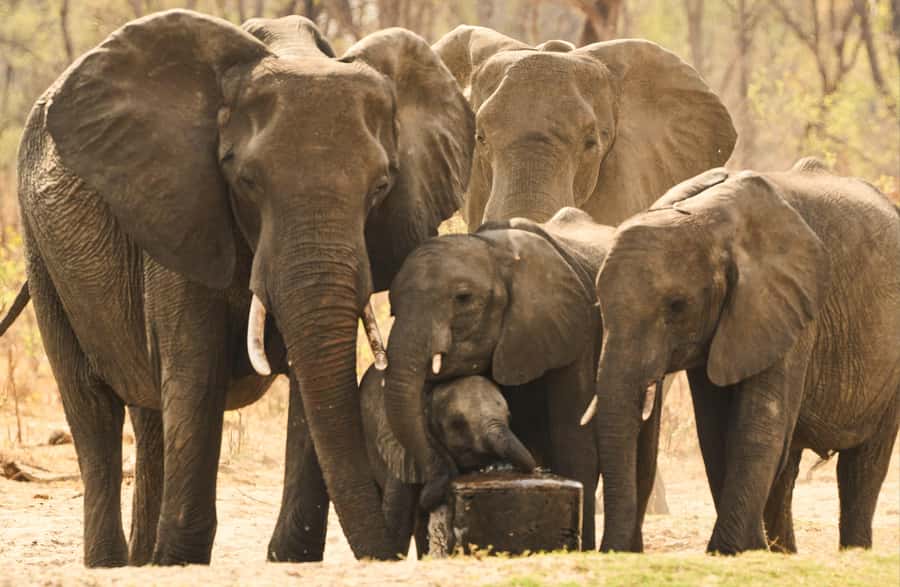Zambezi National Park Game Drive in a Small Group - The main drawbacks to consider before booking