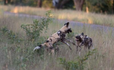 Zambezi National Park Game Drive in a Small Group