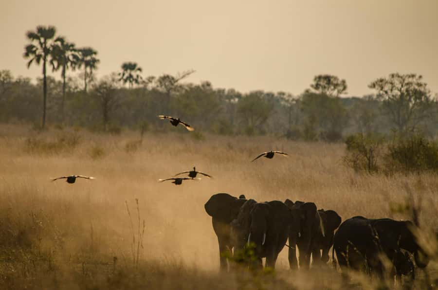 Zambezi National Park Game Drive in a Small Group - What the three-hour game drive feels like