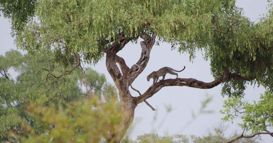 Zambezi National Park Game Drive in a Small Group - Guides make the biggest difference