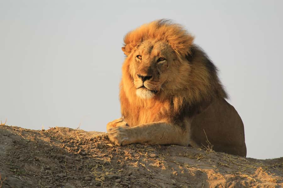 Zambezi National Park Game Drive in a Small Group - Snacks, drinks, and the practical comforts
