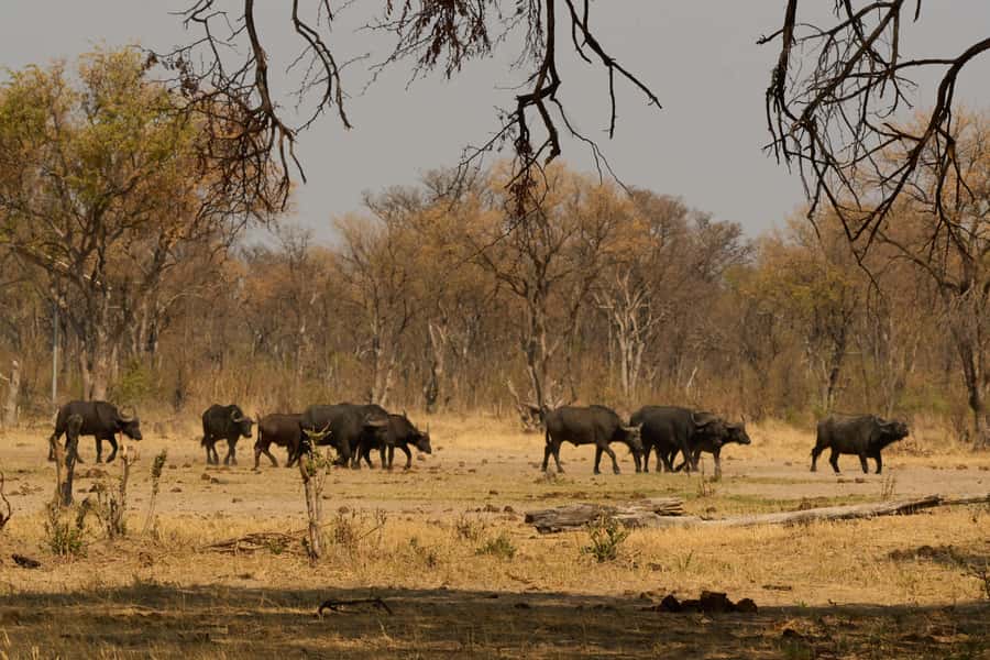 Zambezi National Park Game Drive in a Small Group - Is $100 plus the park fee good value?