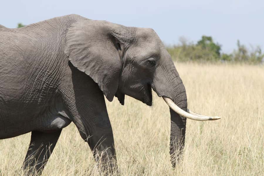 Zambezi National Park Private Wildlife Safari (4 - 10 hours) - From Victoria Falls to open bush in five minutes