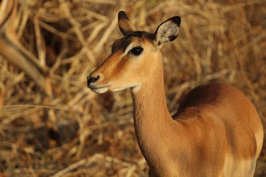 Zambezi National Park Private Wildlife Safari (4 - 10 hours) - The Zambezi River route and its 25 stopping sites