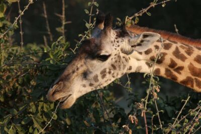 Zambezi National Park Private Wildlife Safari (4 – 10 hours)