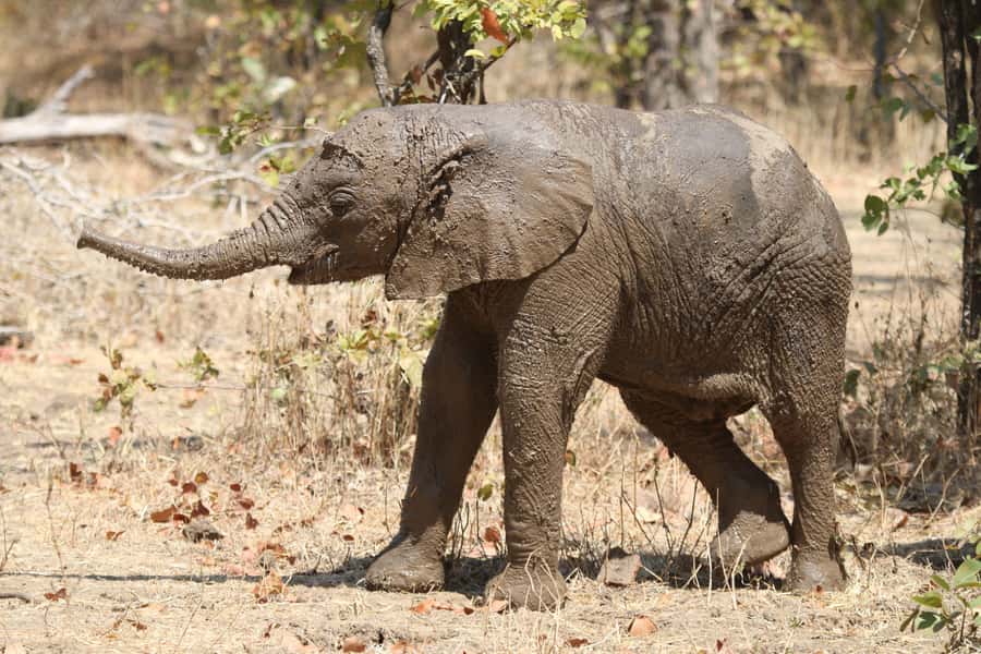 Zambezi National Park Private Wildlife Safari (4 - 10 hours) - Birds and plants give the safari a second focus