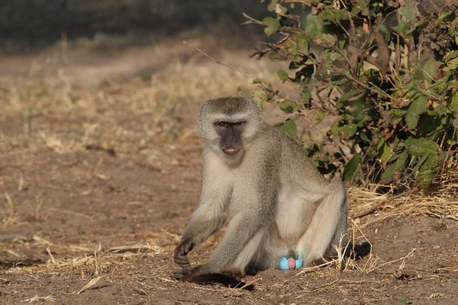 Zambezi National Park Private Wildlife Safari (4 - 10 hours) - What the guides add to the day