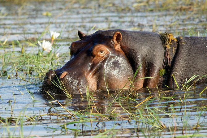 Zambezi Sunset Cruise – Wildlife, Drinks & Breathtaking Views - Snacks and an open bar on deck