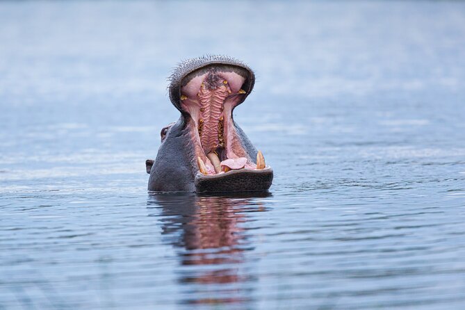 Zambezi Sunset Cruise – Wildlife, Drinks & Breathtaking Views - Booking, cancellation, and practical details