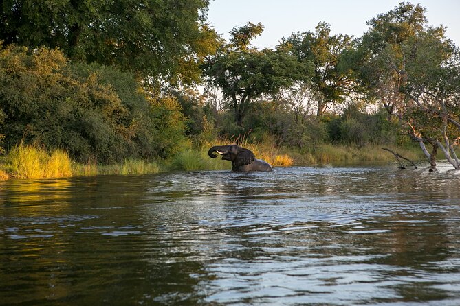Zambezi Sunset Cruise – Wildlife, Drinks & Breathtaking Views - Cruising past hippos, crocodiles, and river birds