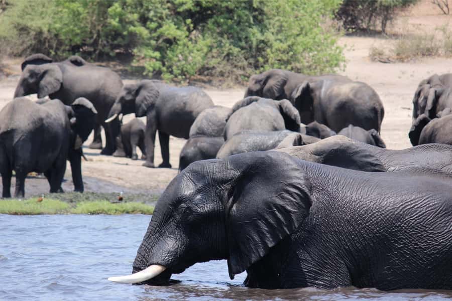 Zimbabwe: Victoria Falls Full-Day Package - A short market stop after the falls